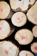 Image showing Trees Logs Sit Stacked Northern Minnesota Logging Operation