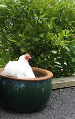 Image showing Chicken