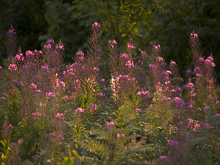 Image showing Pink flower meadow