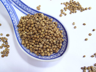 Image showing Cooking spice - Coriander seeds