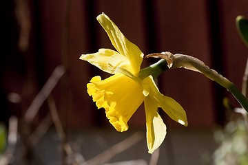 Image showing daffodil