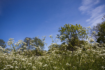 Image showing summer meadows