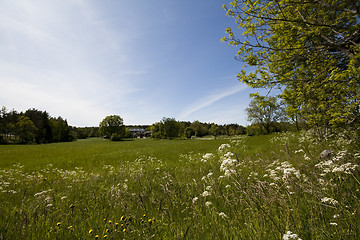 Image showing summer meadows