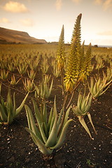 Image showing EUROPE CANARY ISLANDS LANZAROTE