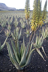 Image showing EUROPE CANARY ISLANDS LANZAROTE