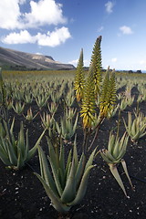 Image showing EUROPE CANARY ISLANDS LANZAROTE