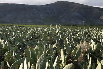 Image showing EUROPE CANARY ISLANDS LANZAROTE