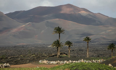 Image showing EUROPE CANARY ISLANDS LANZAROTE