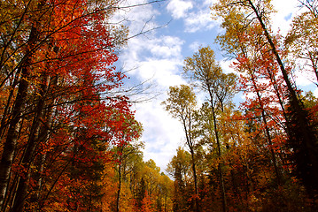 Image showing Fall forest