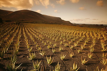 Image showing EUROPE CANARY ISLANDS LANZAROTE