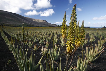 Image showing EUROPE CANARY ISLANDS LANZAROTE