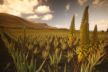 Image showing EUROPE CANARY ISLANDS LANZAROTE