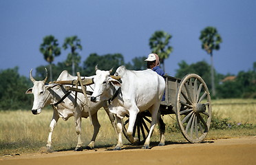 Image showing CAMBODIA 