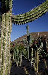 Image showing EUROPE CANARY ISLANDS LANZAROTE