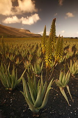 Image showing EUROPE CANARY ISLANDS LANZAROTE