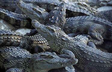 Image showing ASIA CAMBODIA SIHANOUKVILLE