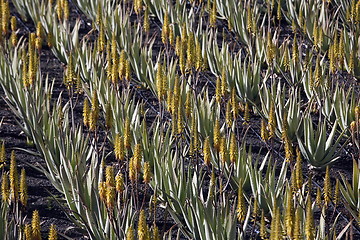 Image showing EUROPE CANARY ISLANDS LANZAROTE