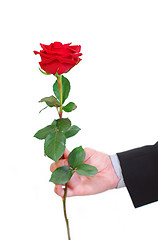 Image showing Man red rose