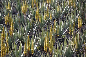 Image showing EUROPE CANARY ISLANDS LANZAROTE