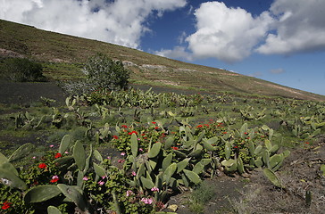 Image showing EUROPE CANARY ISLANDS LANZAROTE