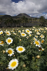 Image showing EUROPE CANARY ISLANDS LANZAROTE