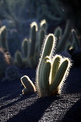 Image showing EUROPE CANARY ISLANDS LANZAROTE