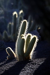 Image showing EUROPE CANARY ISLANDS LANZAROTE