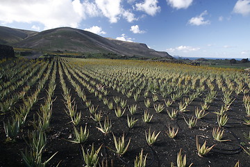 Image showing EUROPE CANARY ISLANDS LANZAROTE