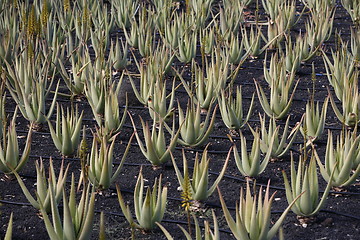 Image showing EUROPE CANARY ISLANDS LANZAROTE