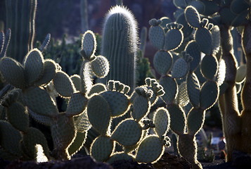 Image showing EUROPE CANARY ISLANDS LANZAROTE