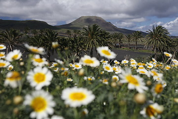 Image showing EUROPE CANARY ISLANDS LANZAROTE