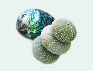 Image showing Seaeggs and paua shell