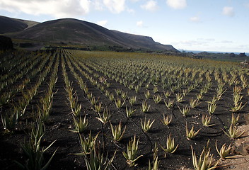 Image showing EUROPE CANARY ISLANDS LANZAROTE