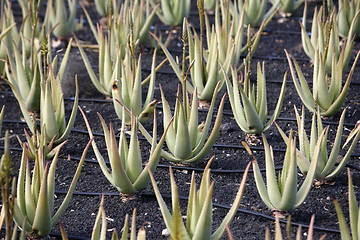 Image showing EUROPE CANARY ISLANDS LANZAROTE