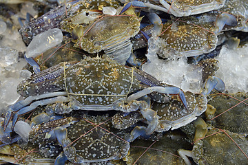 Image showing ASIA THAILAND PHUKET MARKT 