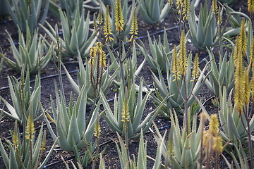 Image showing EUROPE CANARY ISLANDS LANZAROTE