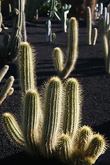 Image showing EUROPE CANARY ISLANDS LANZAROTE