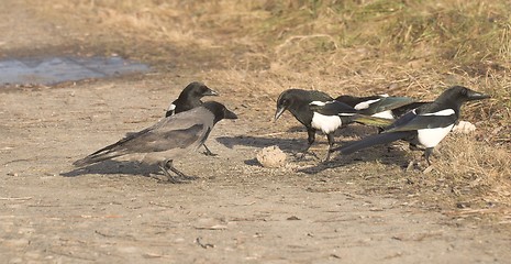 Image showing Magpie and Hooded Crow