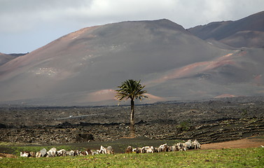 Image showing EUROPE CANARY ISLANDS LANZAROTE