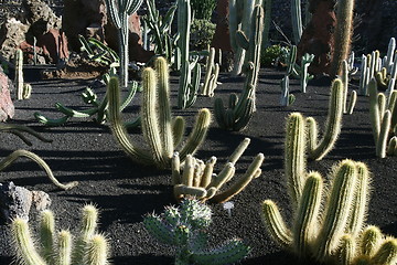 Image showing EUROPA, SPANIEN, KANARISCHE INSELN, LANZAROTE, KAKTUS GARTEN