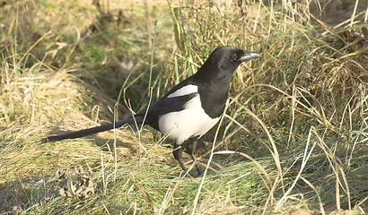 Image showing Magpie