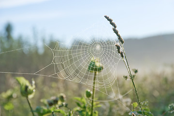 Image showing Spider's web