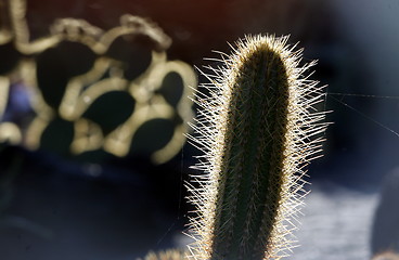 Image showing EUROPE CANARY ISLANDS LANZAROTE