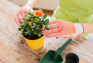 Image showing close up of woman hands planting roses in pot