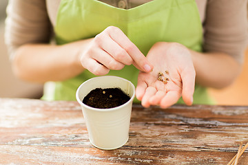 Image showing close up of woman sowing seeds to soil in pot