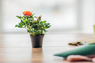 Image showing close up of rose flower in pot on table at home