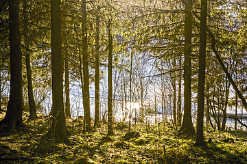 Image showing River in spring forest