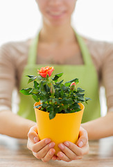 Image showing close up of woman hands holding roses bush in pot