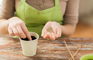 Image showing close up of woman sowing seeds to soil in pot