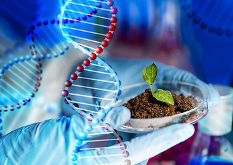 Image showing close up of scientist hands with plant and soil